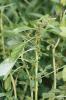 Amarante livide, Amarante Blite Amaranthus blitum L., 1753