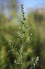 Arroche étalée Atriplex patula L., 1753