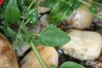 Arroche étalée Atriplex patula L., 1753