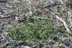 Arroche hastée Atriplex prostrata Boucher ex DC., 1805