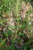 Arroche hastée Atriplex prostrata Boucher ex DC., 1805