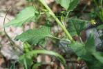 Arroche hastée Atriplex prostrata Boucher ex DC., 1805