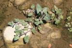 Arroche hastée Atriplex prostrata Boucher ex DC., 1805