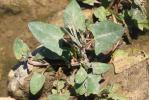 Arroche hastée Atriplex prostrata Boucher ex DC., 1805