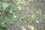 Arroche hastée Atriplex prostrata Boucher ex DC., 1805