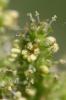 Arroche hastée Atriplex prostrata Boucher ex DC., 1805