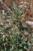 Arroche rosée Atriplex rosea L., 1763