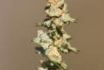 Arroche rosée Atriplex rosea L., 1763
