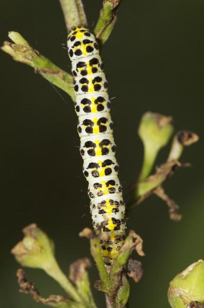 Cucullie de la Scrophulaire (La) Shargacucullia scrophulariae (Denis & Schiffermüller, 1775)