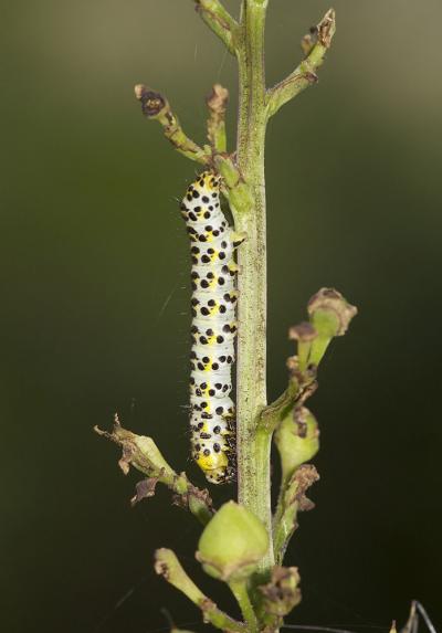 Cucullie de la Scrophulaire (La) Shargacucullia scrophulariae (Denis & Schiffermüller, 1775)