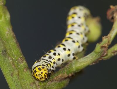 Cucullie de la Scrophulaire (La) Shargacucullia scrophulariae (Denis & Schiffermüller, 1775)