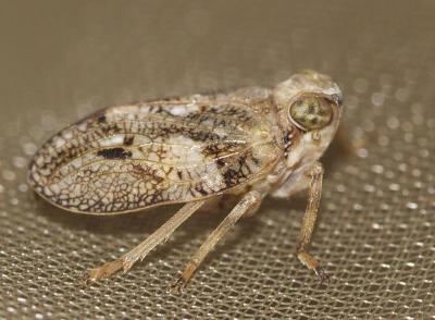 Isside commun Issus coleoptratus (Fabricius, 1781)