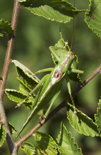 Grande Sauterelle verte, Sauterelle verte (des pré Tettigonia viridissima (Linnaeus, 1758)