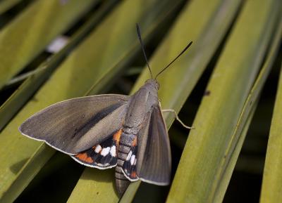 Bombyx du Palmier (Le) Paysandisia archon (Burmeister, 1880)