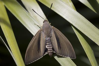 Bombyx du Palmier (Le) Paysandisia archon (Burmeister, 1880)