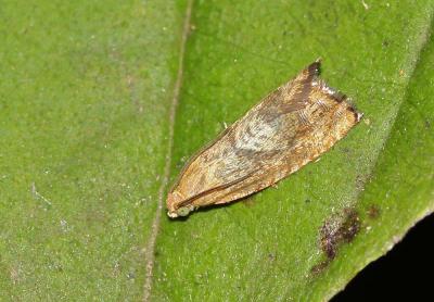  Cydia amplana (Hübner, 1799)