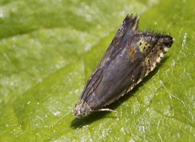  Grapholita gemmiferana Treitschke, 1835