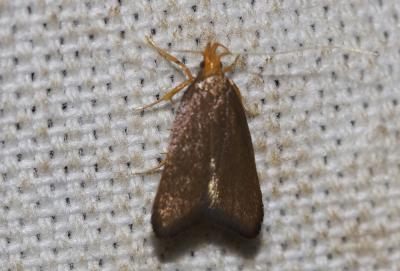  Eurodachtha pallicornella (Staudinger, 1859)
