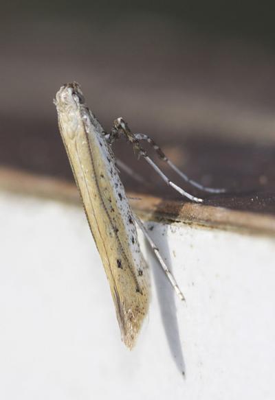  Aspilapteryx tringipennella (Zeller, 1839)