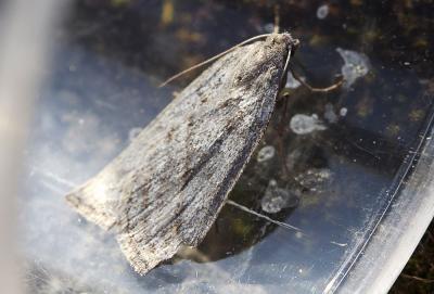 Hibernie enfumée (L') Chemerina caliginearia (Rambur, 1833)