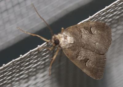 Stilbie maculée (La) Stilbia faillae Püngeler, 1891