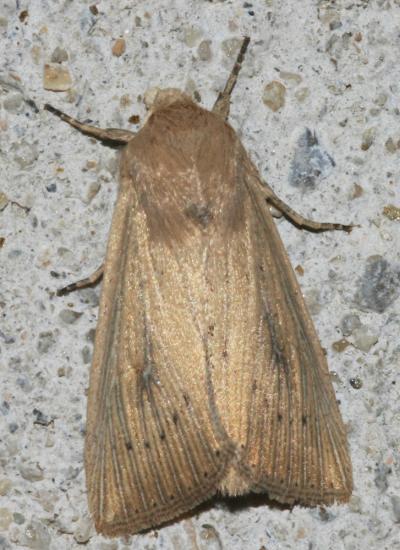 Leucanie obsolète (La) Leucania obsoleta (Hübner, 1803)