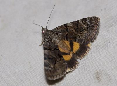 Nymphagogue (La) Catocala nymphagoga (Esper, 1787)