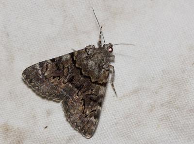Nymphagogue (La) Catocala nymphagoga (Esper, 1787)