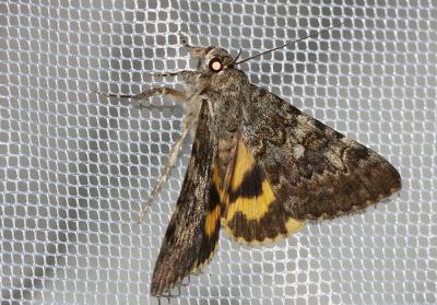 Lichénée vestale (La) Catocala nymphaea (Esper, 1787)