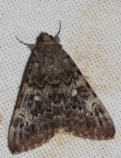 Lichénée vestale (La) Catocala nymphaea (Esper, 1787)