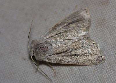 Noctuelle veineuse (La) Simyra albovenosa (Goeze, 1781)