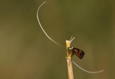  Nemophora pfeifferella (Hübner, 1813)