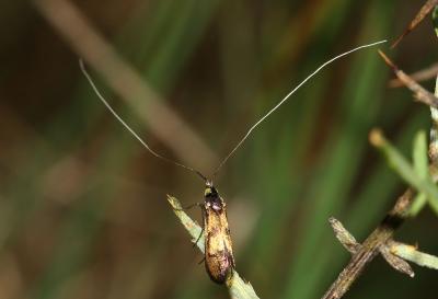  Nemophora pfeifferella (Hübner, 1813)