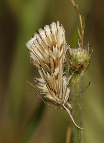  Cynaeda dentalis (Denis & Schiffermüller, 1775)