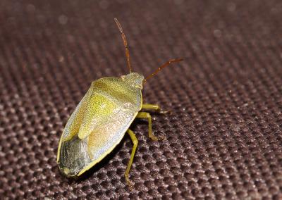  Piezodorus lituratus (Fabricius, 1794)