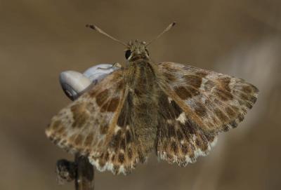 Hespérie de la Ballote (L') Carcharodus baeticus (Rambur, 1839)