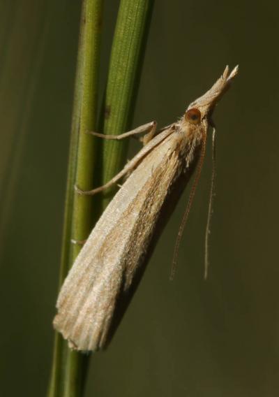  Crambus perlellus (Scopoli, 1763)
