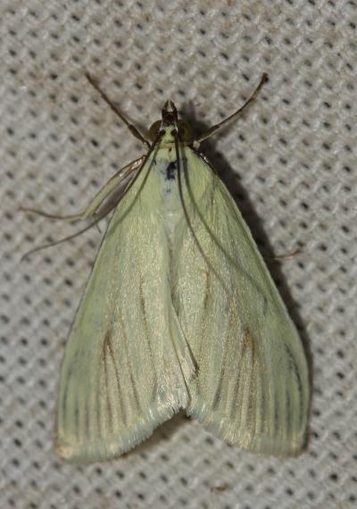  Sitochroa palealis (Denis & Schiffermüller, 1775)
