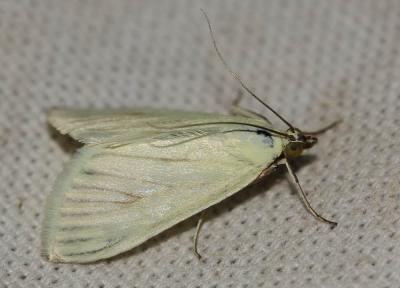  Sitochroa palealis (Denis & Schiffermüller, 1775)
