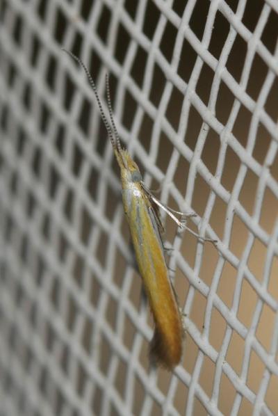  Coleophora coronillae Zeller, 1849