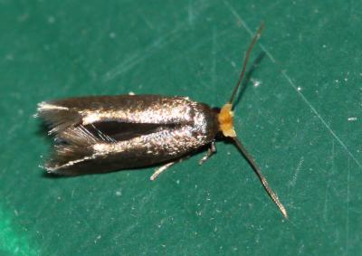  Stigmella Schrank, 1802