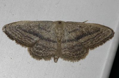 Acidalie traversée (L') Idaea mediaria (Hübner, 1819)