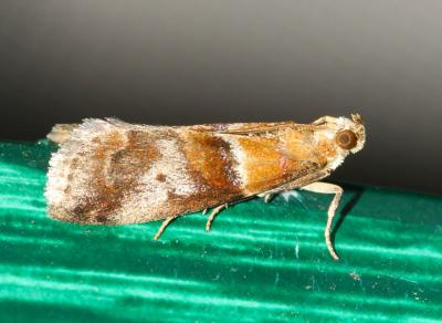  Acrobasis repandana (Fabricius, 1798)
