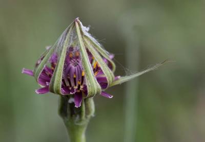 Salsifis du Midi Tragopogon porrifolius subsp. porrifolius L., 1753