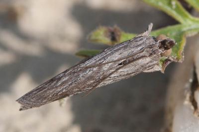  Epischnia prodromella (Hübner, 1799)