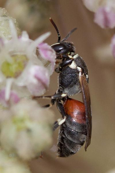  Hylaeus variegatus (Fabricius, 1798)