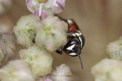  Hylaeus variegatus (Fabricius, 1798)