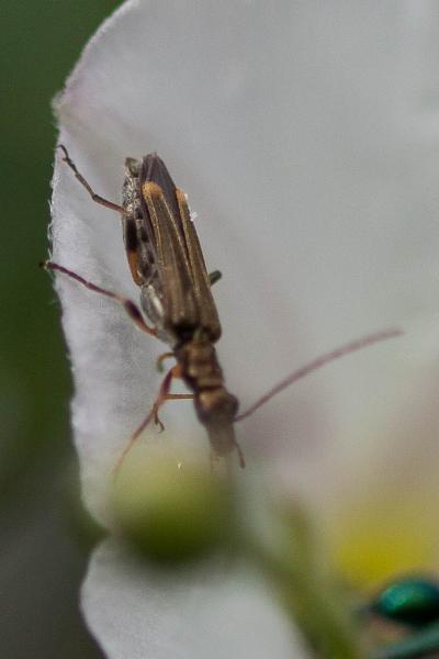  Oedemera barbara (Fabricius, 1792)