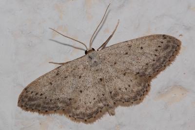 Vieillie (La) , Voisine (La) Idaea seriata (Schrank, 1802)