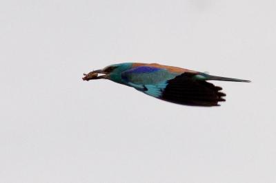 Rollier d'Europe Coracias garrulus Linnaeus, 1758